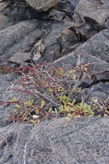 Sesuvium edmonstonei