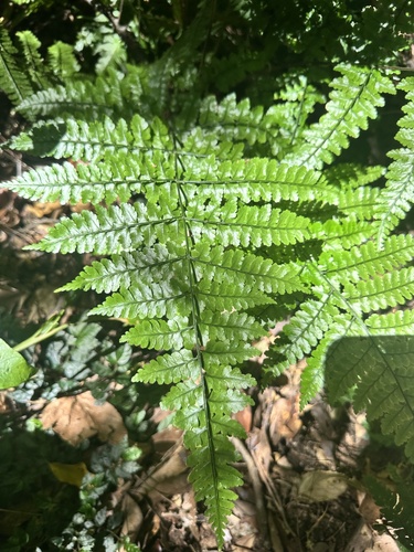 Dryopteris hasseltii iNat (2)