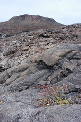 Sesuvium edmonstonei