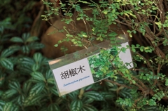 Zanthoxylum piperitum