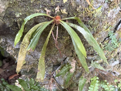 Elaphoglossum apodum, 2025-08-24