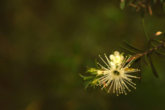 Kunzea leptospermoides