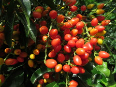 Ganophyllum falcatum