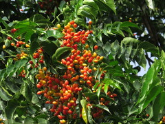 Ganophyllum falcatum