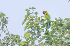 Psittacula cyanocephala