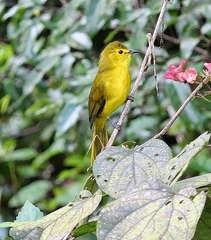 Iole indica