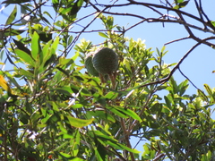 Agathis microstachya