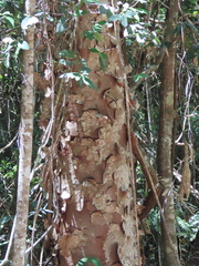 Agathis microstachya