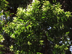 Agathis microstachya