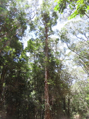 Agathis microstachya