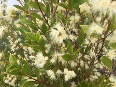 Syzygium paniculatum