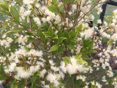 Syzygium paniculatum