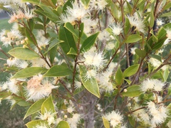 Syzygium paniculatum