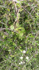 Scandia geniculata