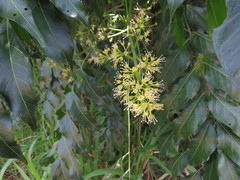 Ganophyllum falcatum