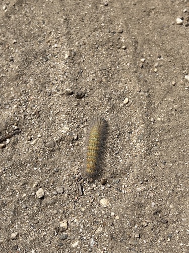 iNaturalist observation photo of Salt Marsh Moth
