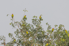Psittacula cyanocephala