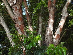 Ganophyllum falcatum