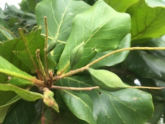 Terminalia catappa