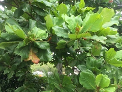 Terminalia catappa