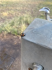 Paropsisterna sexpustulata