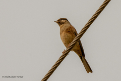 Emberiza stewarti