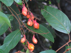 Mischocarpus exangulatus