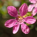 False Heather - Photo (c) 葉子, some rights reserved (CC BY-NC), uploaded by 葉子