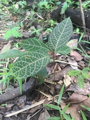 Echites rubrovenosus