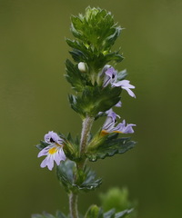 Euphrasia maximowiczii