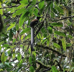 Dendrocitta leucogastra