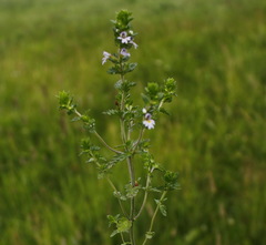 Euphrasia maximowiczii