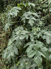 Vasconcellea pubescens