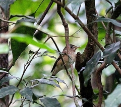Muscicapa muttui