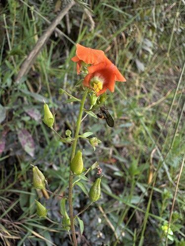 Mask flower (Alonsoa meridionalis)