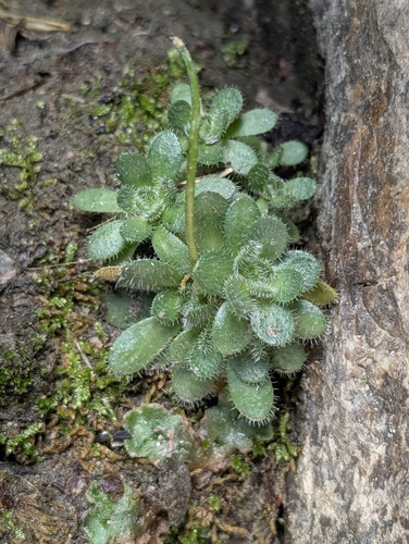 Granite Draba (Draba lemmonii)