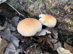 Pholiota lubrica