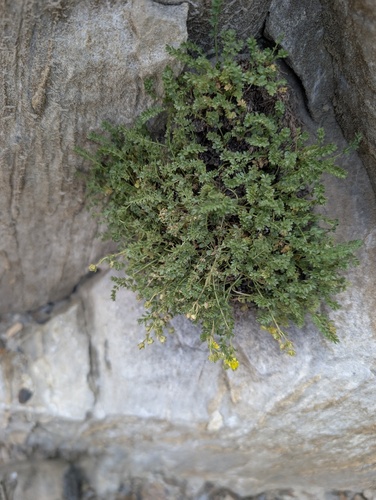 sky mousetails (Ivesia shockleyi)