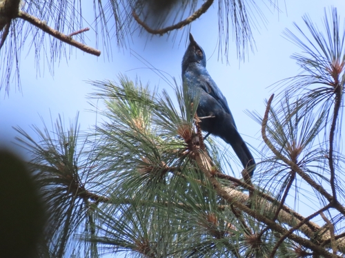 Unicolored Jay (Aphelocoma unicolor), photo 10