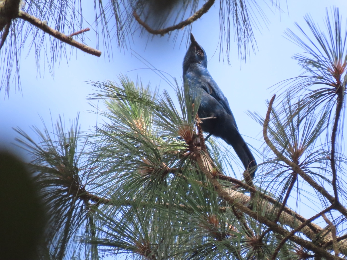 Unicolored Jay (Aphelocoma unicolor), photo 7