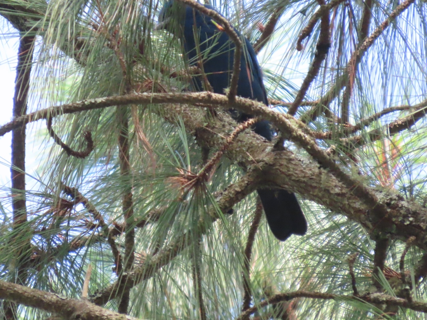 Unicolored Jay (Aphelocoma unicolor), photo 8