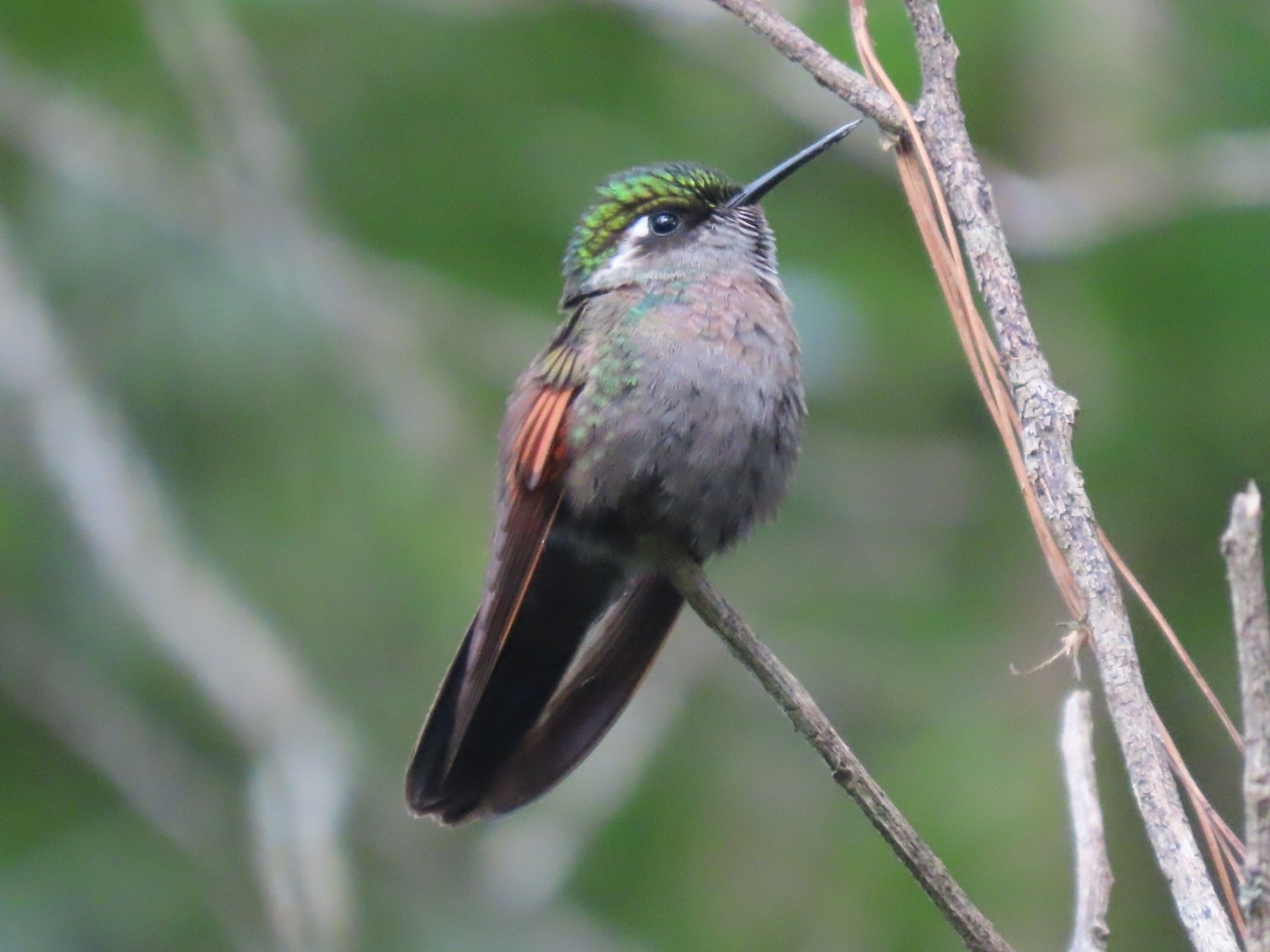 Garnet-throated Hummingbird (Lamprolaima rhami), photo 5