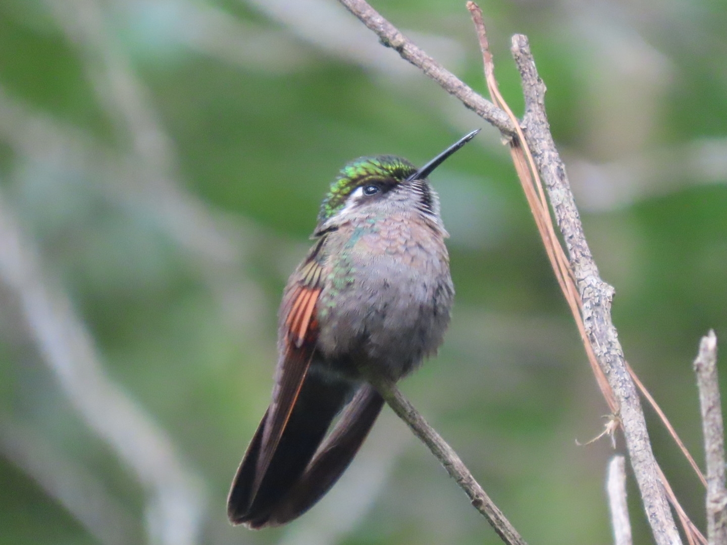 Garnet-throated Hummingbird (Lamprolaima rhami), photo 6