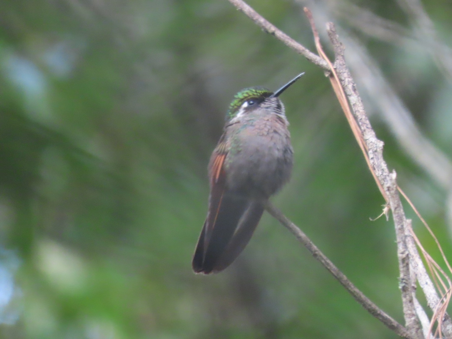 Garnet-throated Hummingbird (Lamprolaima rhami), photo 7