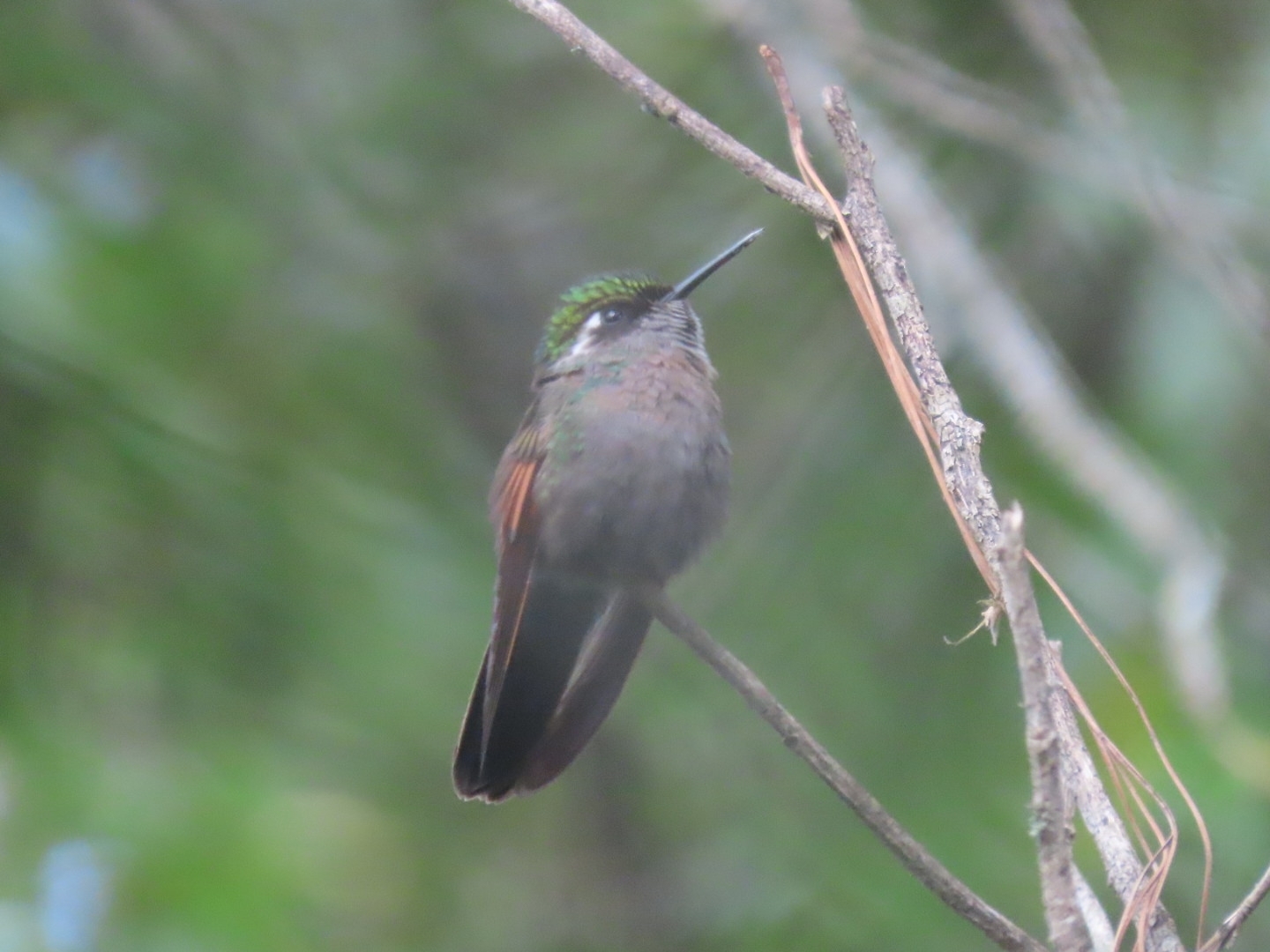 Garnet-throated Hummingbird (Lamprolaima rhami), photo 8