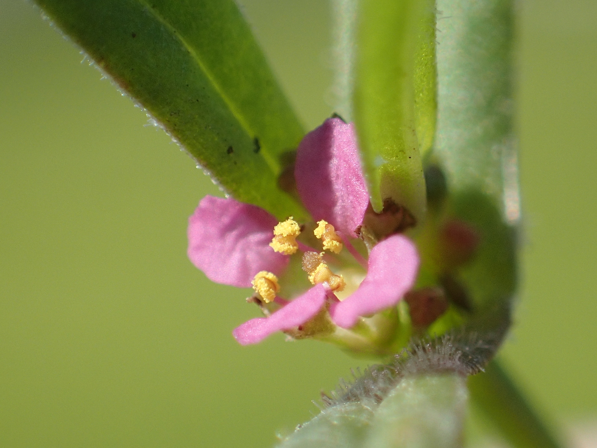 Ammannia auriculata