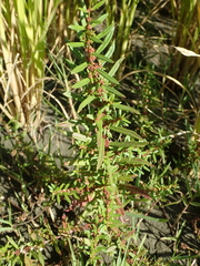 Ammannia auriculata