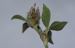 Trifolium striatum