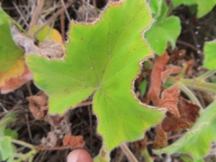 Pelargonium tomentosum