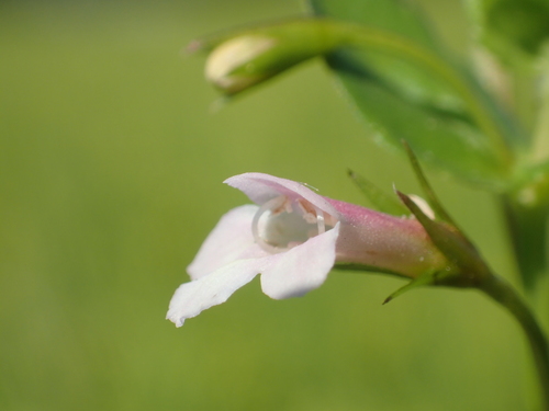 Image of Torenia Anagallis (Torenia anagallis) by no rights reserved